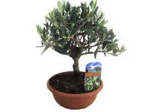 Bonsai Olive tree in bowl