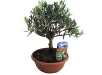 Bonsai Olive tree in bowl - thumbnail