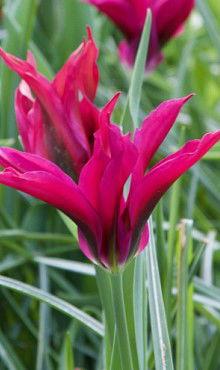 Tulipa doll's minuet - Jub