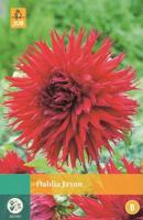 Dahlia Jaxon rood 1 bloembol Dahlia JUB - Jub