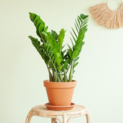 plantje.nl Zamioculcas Zamiifolia, Groen