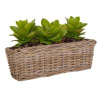 Planten/bloemen mand Levi - rotan - naturel - rechthoekig - 50 x 15 x 17 cm - plantenbak buiten