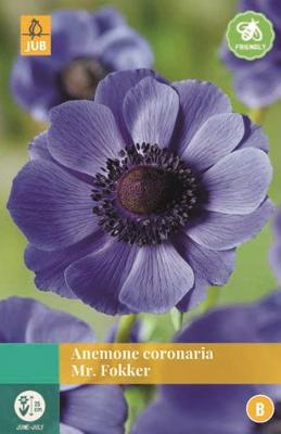 Anemone Coronaria Mr. Fokker - Jub