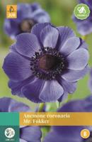 Anemone Coronaria Mr. Fokker - Jub