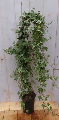 Hedera klimop 80 cm groenblijvend witbont - Warentuin natuurlijk