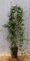 Hedera klimop 80 cm groenblijvend witbont - Warentuin natuurlijk