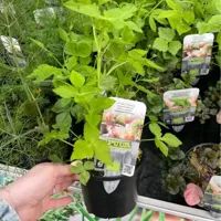 Puur kruiden Japanse Peterselie