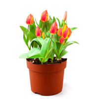Tulpen - Rood/Oranje - P12