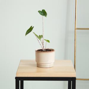 Alocasia Zebrina Variegata - P9