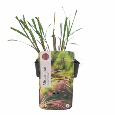 Siergras - Miscanthus sinensis 'Flamingo'