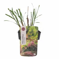 Siergras - Miscanthus sinensis 'Flamingo'