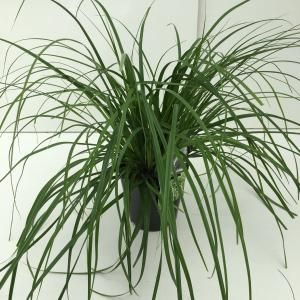 Japanse zegge (Carex "Evergreen") siergras - In 2 liter pot - 1 stuks