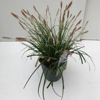 Japanse zegge (Carex "Evergreen") siergras - In 2 liter pot - 1 stuks - thumbnail