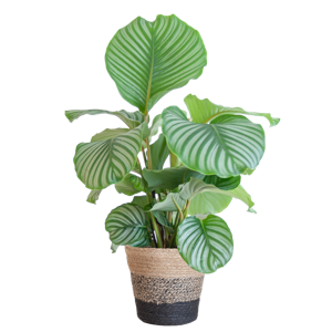 Calathea Orbifolia met Lissabon mand zwart - 65cm - Ø21