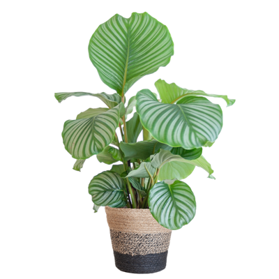 Calathea Orbifolia met Lissabon mand zwart - 65cm - Ø21