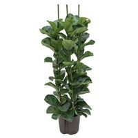 Ficus lyrata bambino 3pp S hydrocultuur plant
