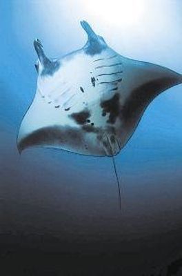 Manta ray (reuzenmanta)