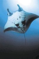 Manta ray (reuzenmanta)