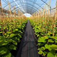 Onkruidbestrijdingsdoek 2M x 25M PP Onkruidbestrijdingsdoek met Duidelijke Rechte Geleidelijn voor Tuinpaden Zwart