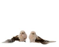 Vogel veer L4b12h4,5 cm creme a2 2 st Decoris - Decoris