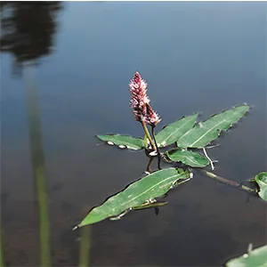 Veenwortel / Polygonum amphibium