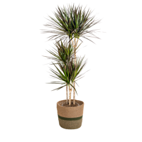 Dracaena Marginata Magenta met mand Ø24cm - ↕130 - 150cm - thumbnail