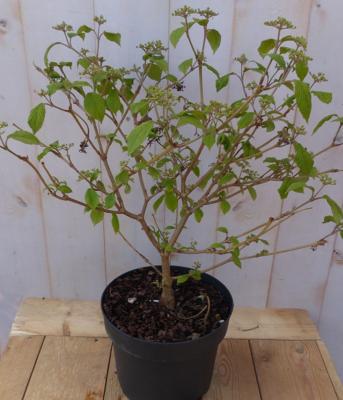 Viburnum plicatum japanse sneeuwbal Warentuin Natuurlijk - Warentuin natuurlijk