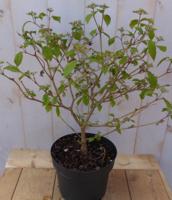 Viburnum plicatum japanse sneeuwbal Warentuin Natuurlijk - Warentuin natuurlijk