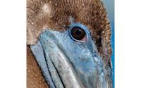 Goossens Schilderij Pelican Wildlife, 74 x 74 cm