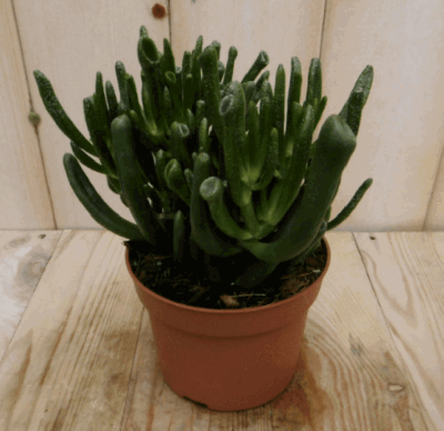 2 stuks! Kamerplant Vetplant koraal - Warentuin natuurlijk