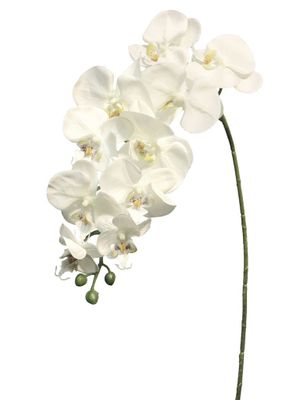 Phalaenopsis Batida creme 103cm
