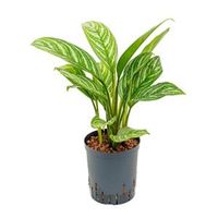 Aglaonema stripes S hydrocultuur plant