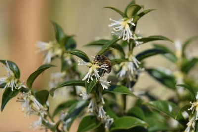 Sarcococca