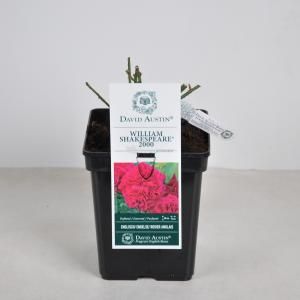 Engelse roos (rosa "William Shakespeare 2000"®) - C5 - 1 stuks