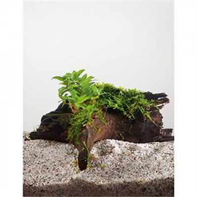 Staurogyne repens - op drijfhout - aquarium plant