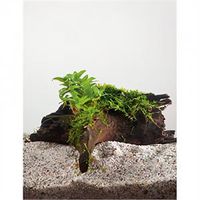 Staurogyne repens - op drijfhout - aquarium plant