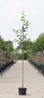 2 stuks! Krentenboom Robin Hill Amelanchier a. Robin Hill h 250 cm st. omtrek 7 cm boom - Warentuin Natuurlijk