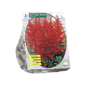 Astilbe