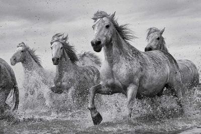 Poster Camargue Horses 91,5x61cm
