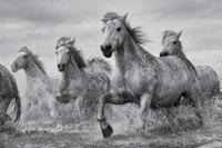 Poster Camargue Horses 91,5x61cm