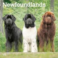 Newfoundlander Kalender 2026