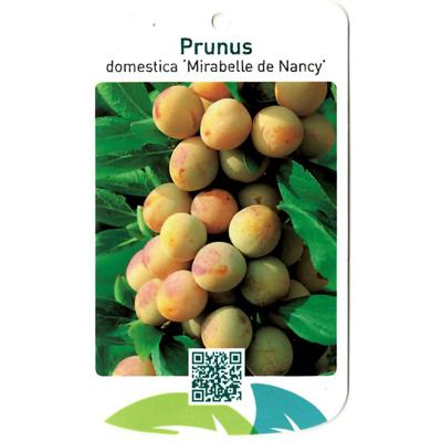Prunus Domestica Mirabelle de Nancy - Oosterik home