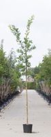 Zomereik Quercus robur h 250 cm st. omtrek 8 cm - Warentuin Natuurlijk