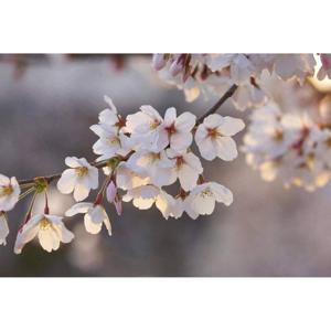 Fotobehang - Cherry Blossoms 384x260cm - Vliesbehang
