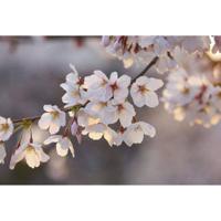 Fotobehang - Cherry Blossoms 384x260cm - Vliesbehang - thumbnail