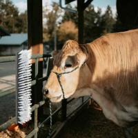 VidaXL Vee borstels zwart en wit 50 x 10 x 6.5 cm kunststof en staal