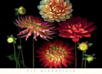 Kunstdruk Pip Bloomfield - Dahlia Garden 91x66cm