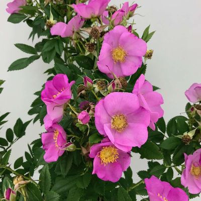 Roos Jam-a-Licious - in pot (14 cm)