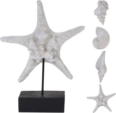 Schelp en zeester polystone - Nampook