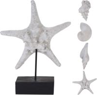 Schelp en zeester polystone - Nampook